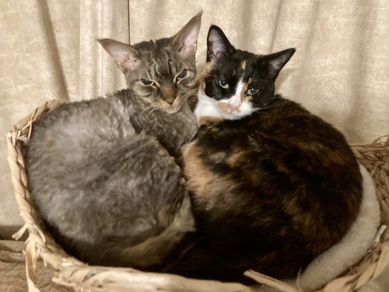 Show off your rescues!