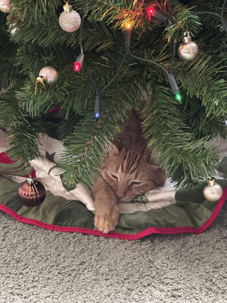 Cat versus Christmas tree - any pics? (lighthearted)