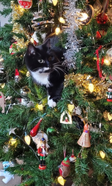 Cat versus Christmas tree - any pics? (lighthearted)