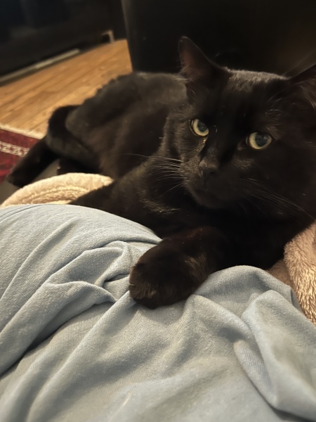 Hundreds of cats, thousands of cats, millions and billions and trillions of cats