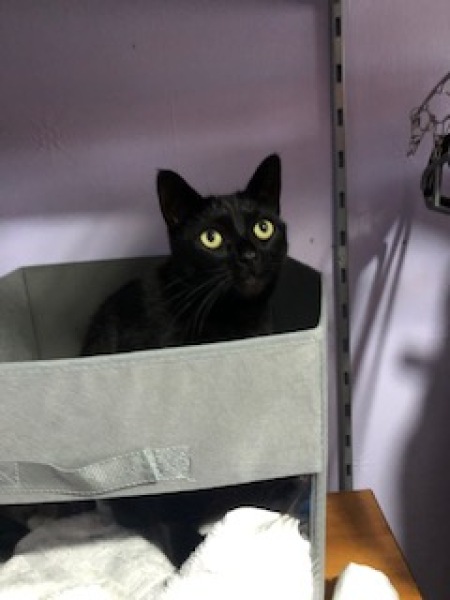 You're a cat. Where are you hiding?