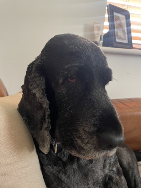 To love to sniff the top of my dog's head?