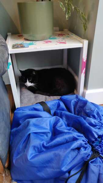 How to improve my cats life - hidey cat bed?
