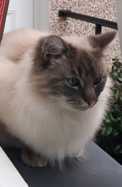 Hundreds of cats, thousands of cats, millions and billions and trillions of cats