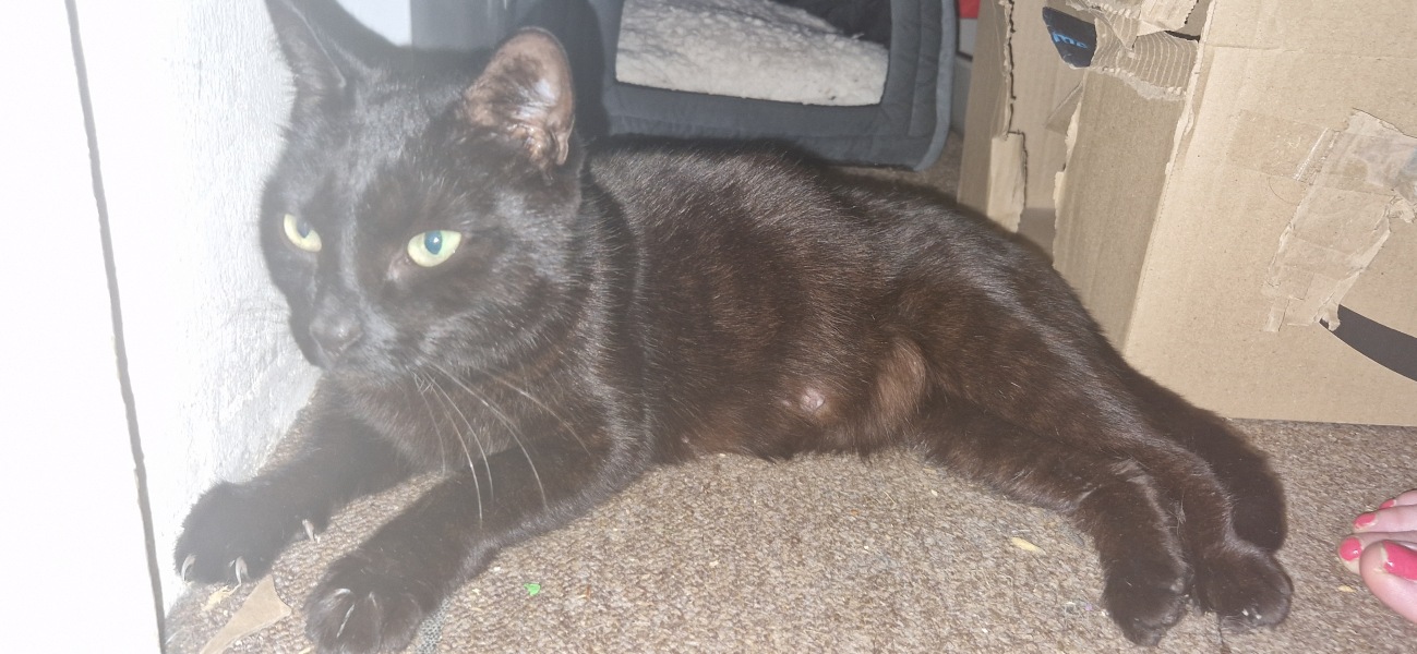 Pregnant stray kitten
