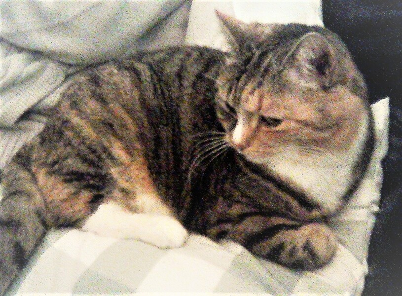 Advice For Overweight Cat
