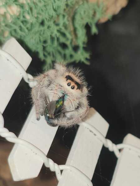 I have pet Spiders. AMA. 