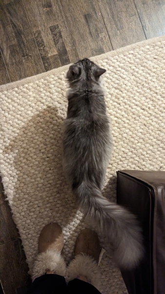 Kitten weight / belly