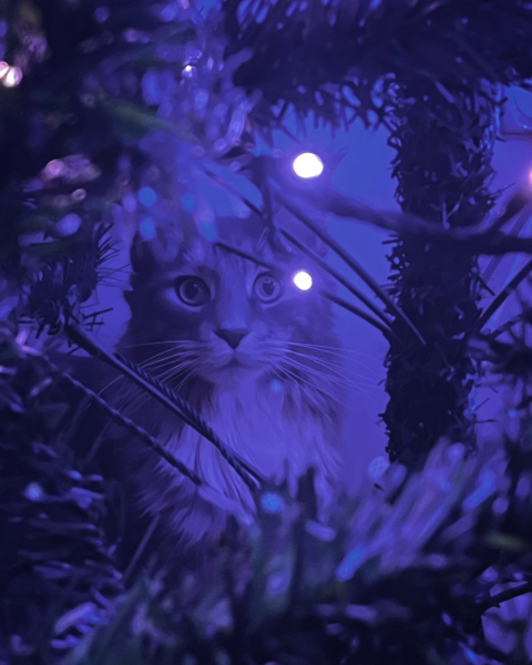 Cat versus Christmas tree - any pics? (lighthearted)