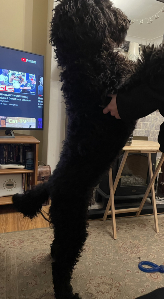 Name my dog please!