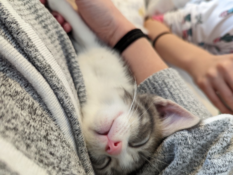 Kitten will only sleep on me...