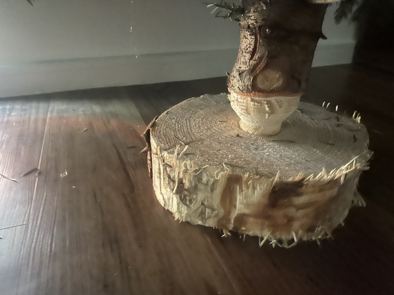 Christmas tree in wooden stump