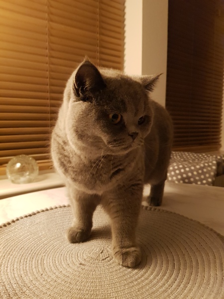 Hundreds of cats, thousands of cats, millions and billions and trillions of cats
