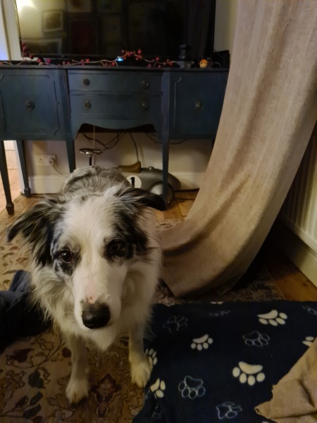 Please help - kitten won't stop chasing the dogs