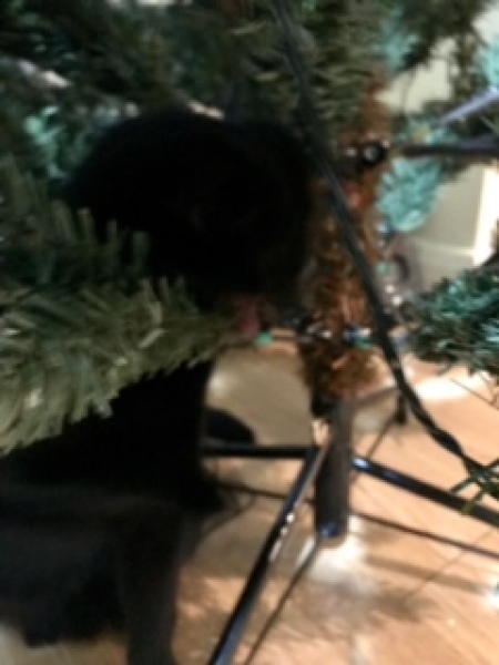 Cat versus Christmas tree - any pics? (lighthearted)