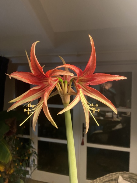 Who'd like an Amaryllis (Hippeastrum) thread?