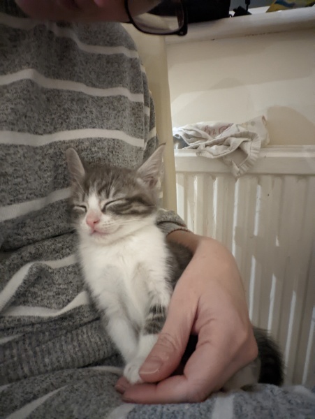Kitten will only sleep on me...