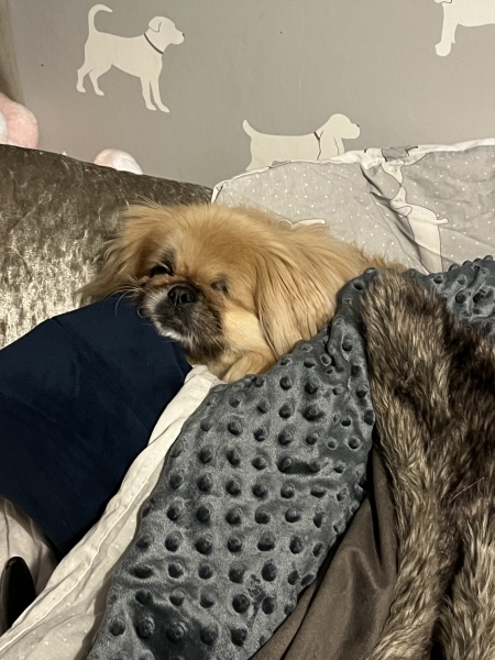 To love to sniff the top of my dog's head?