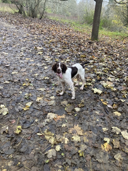 Puppy Survival Thread - as we approach Fireworks night for the first time…