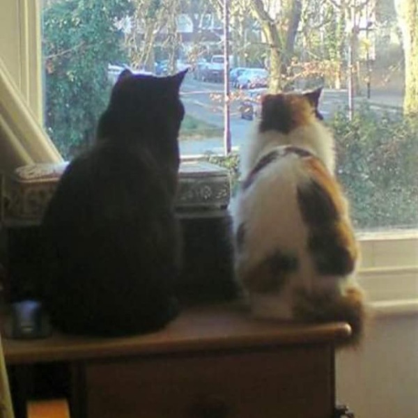 Hundreds of cats, thousands of cats, millions and billions and trillions of cats