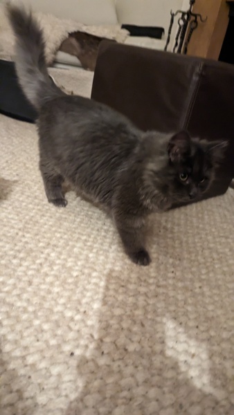 Kitten weight / belly