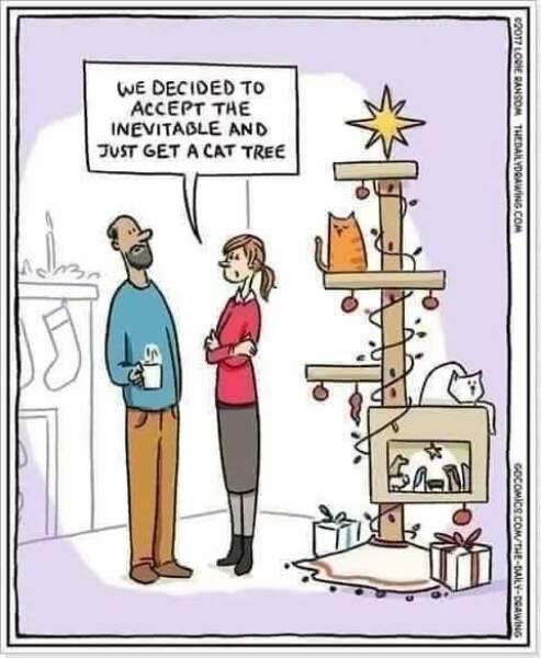 How to get kitten out of bloody Xmas tree