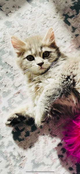 Can’t stop crying - our cat has been killed just before Christmas 