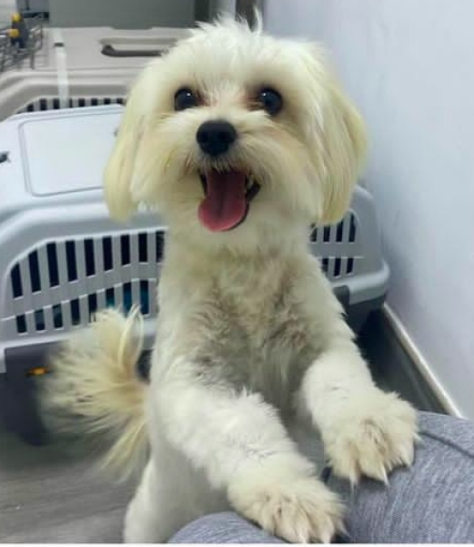 Name my dog please!