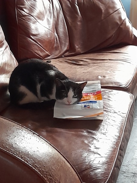 Blatant kitten spam 
