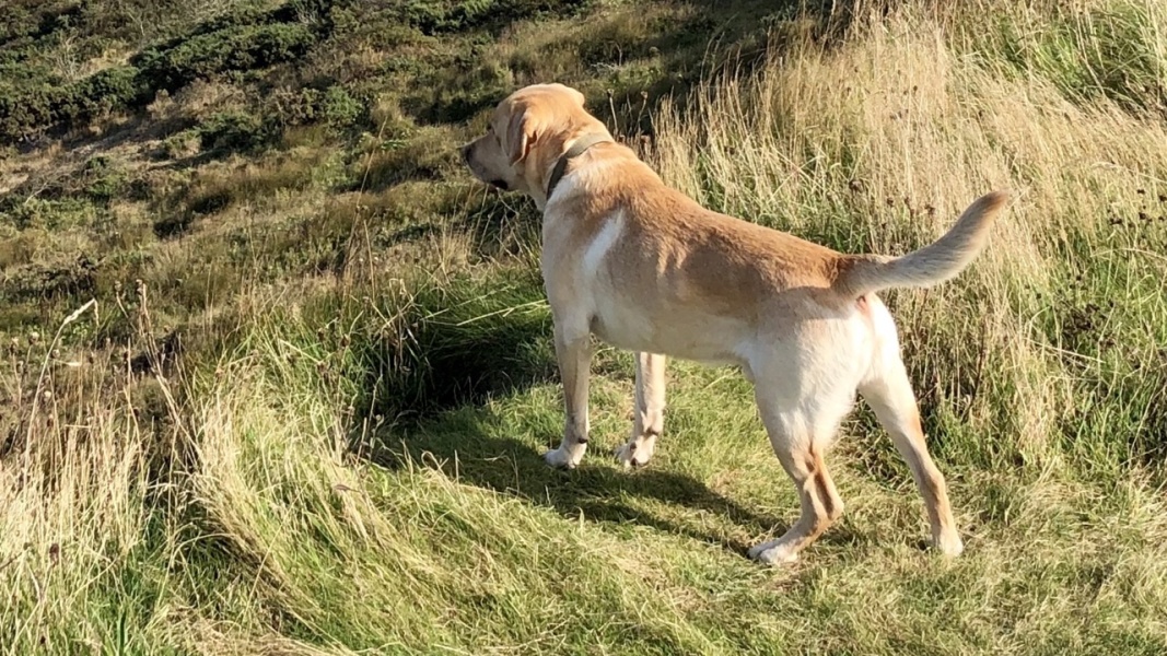 are all show labs square