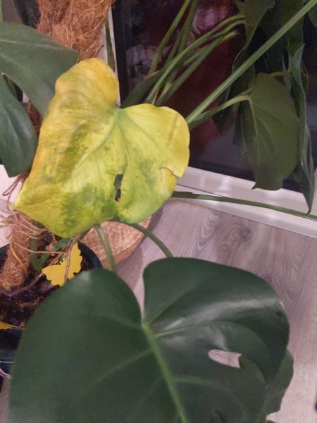 Swiss cheese yellow leaf