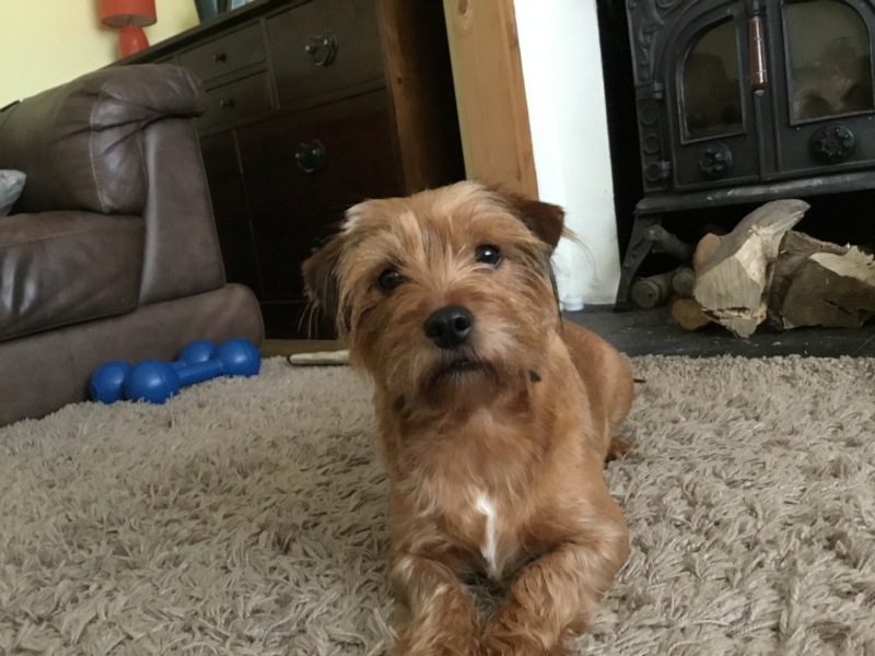 Does anyone have a Norfolk terrier? 