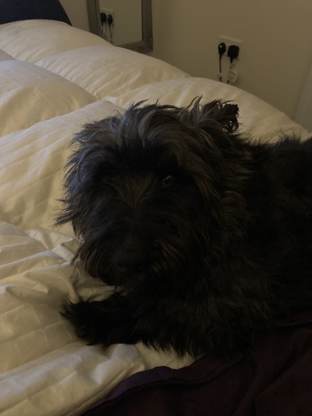 Why my dog is sad
