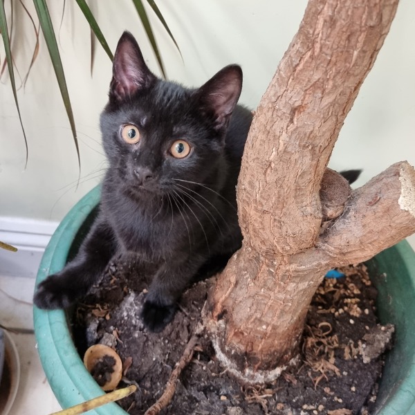 Very happy new kitten slave
