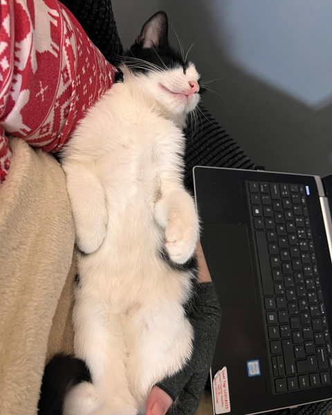 To get a third cat