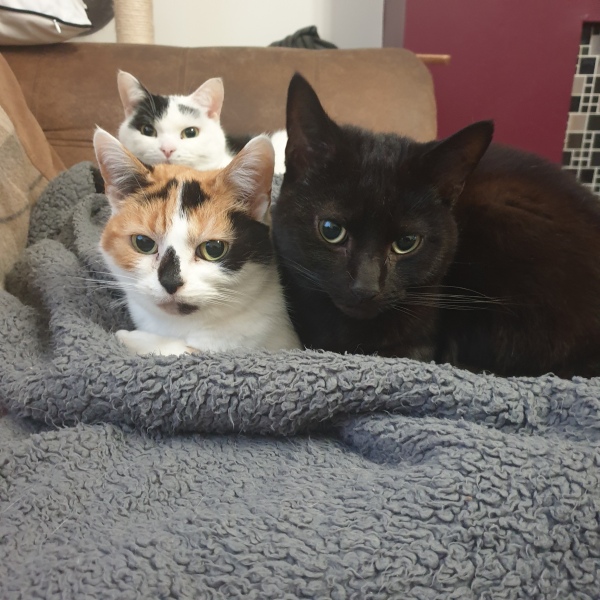Show off your rescues!