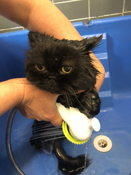 American MNers, do you really bathe your cats?