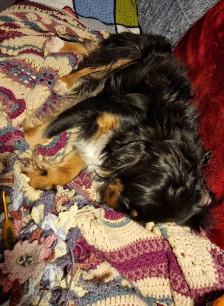 Snoring dog 😍