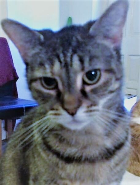 Hundreds of cats, thousands of cats, millions and billions and trillions of cats