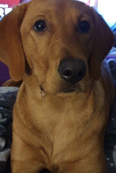 To love to sniff the top of my dog's head?