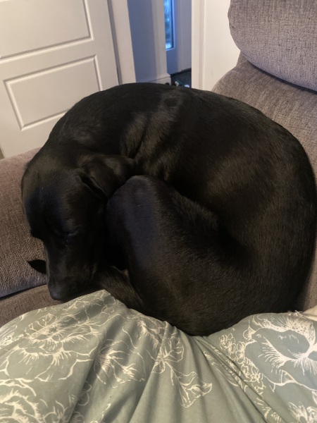 Husband wants a dog, need help choosing
