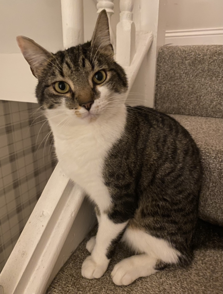 To let my cat out in -2 degrees overnight?