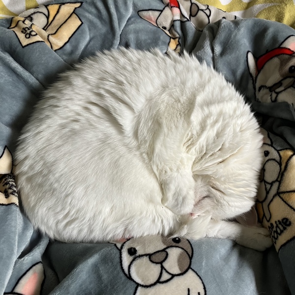 Can cats get colds from their families? 