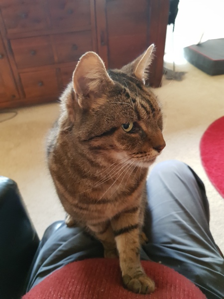 Thug cat part 4.  After all, it's not my Axminster.
