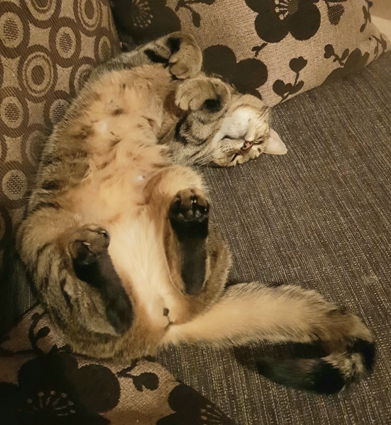 Thug cat part 4.  After all, it's not my Axminster.