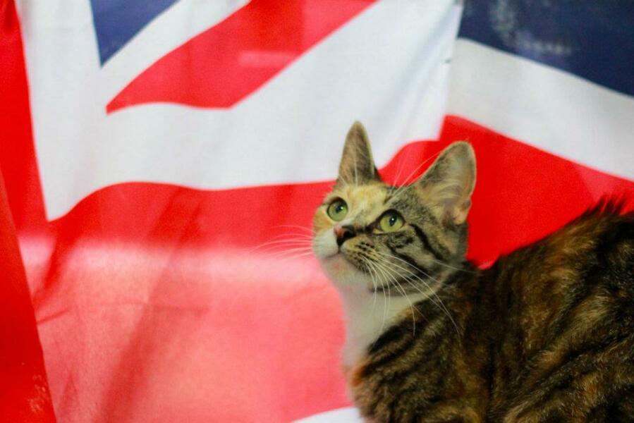 Hundreds of cats, thousands of cats, millions and billions and trillions of cats