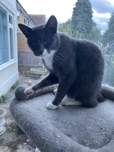 Can’t stop crying - our cat has been killed just before Christmas 