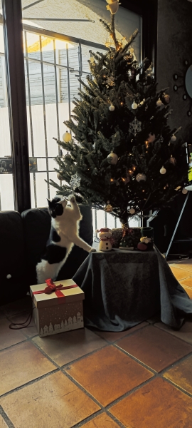 Cat versus Christmas tree - any pics? (lighthearted)