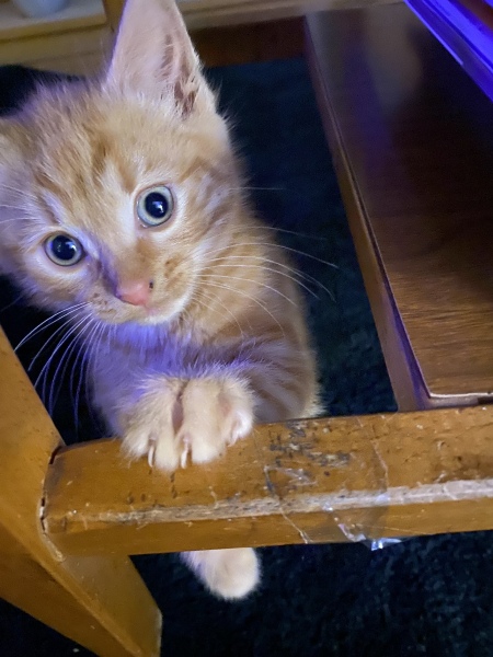 To take my cat for a coffee!