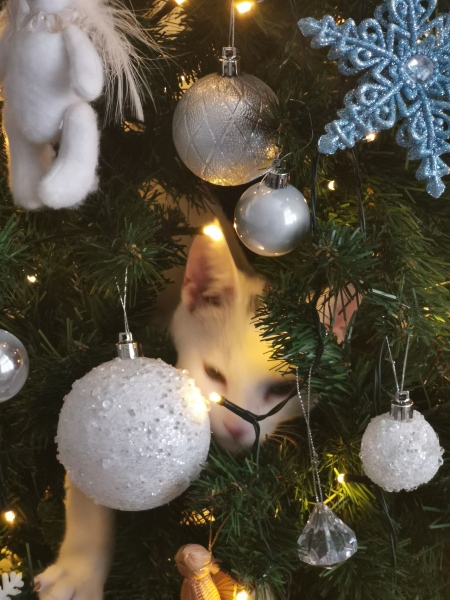 Cat versus Christmas tree - any pics? (lighthearted)